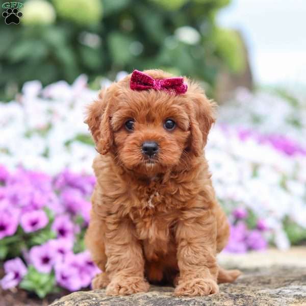 Pancy, Cavapoo Puppy